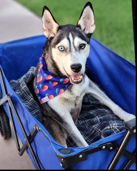 Husky dog wearing a colorful rainbow bandana, riding in a blue wagon β pampered and loved at Husky Halfway House