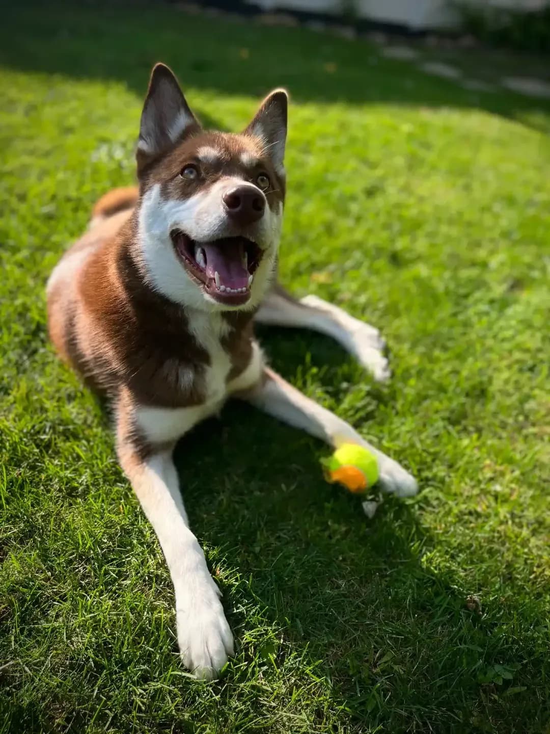 Everest the Husky happy on the grass with a tennis ball β HuskyTail Digital Marketing mascot