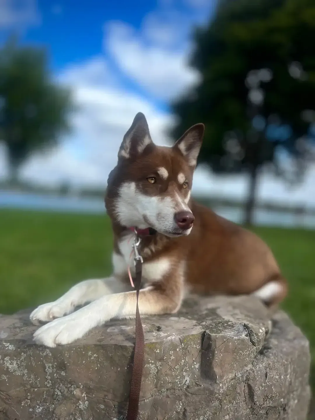 Everest the Husky β HuskyTail Digital Marketing, Barbershop SEO in Sunrise Manor, NV