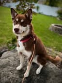 Everest the HuskyTail mascot